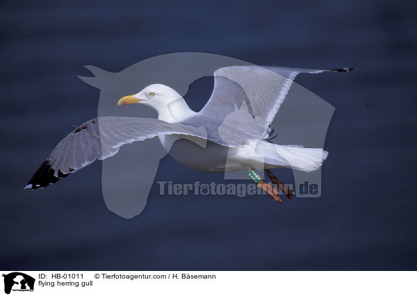 flying herring gull / HB-01011