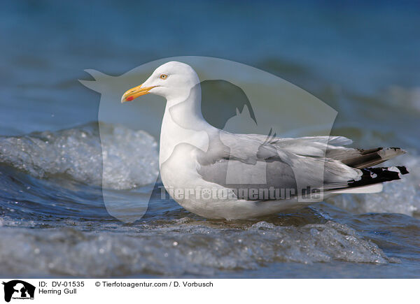Herring Gull / DV-01535