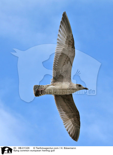 flying common european herring gull / HB-01326