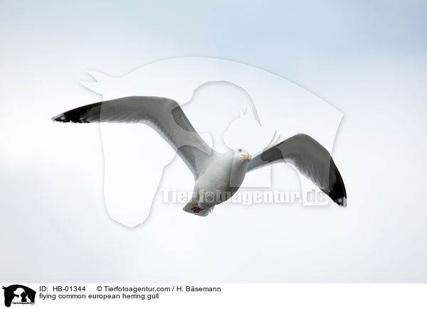 flying common european herring gull / HB-01344