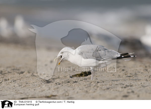 European herring gull / THA-01915