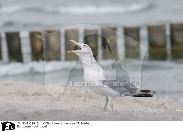 European herring gull / THA-01916