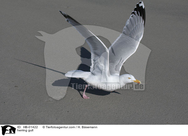 herring gull / HB-01422
