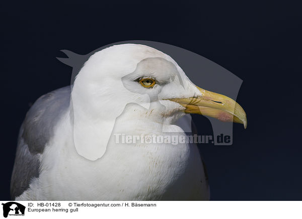 European herring gull / HB-01428