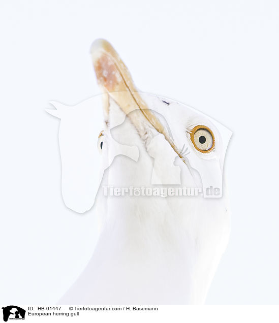 European herring gull / HB-01447