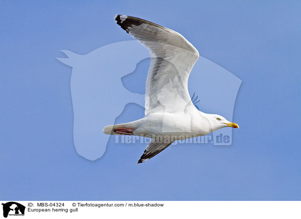 European herring gull / MBS-04324