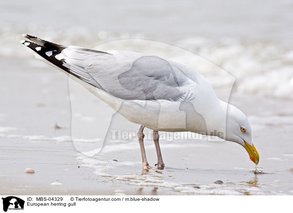 European herring gull / MBS-04329