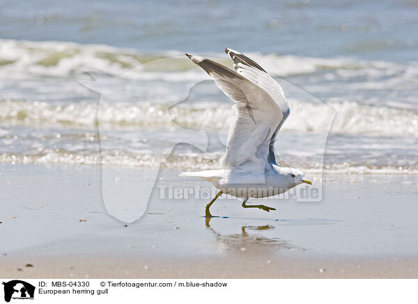 European herring gull / MBS-04330
