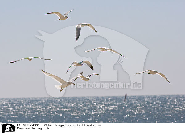 European herring gulls / MBS-04331
