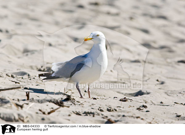 European herring gull / MBS-04333