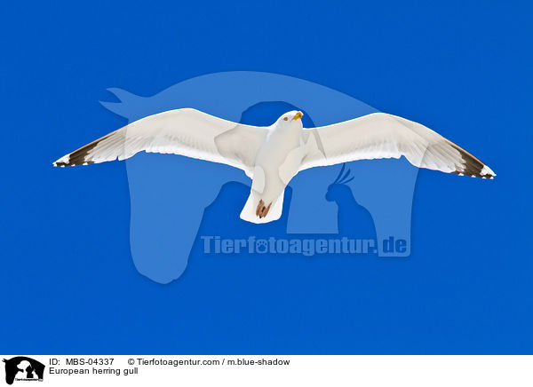 European herring gull / MBS-04337