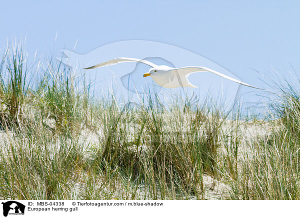 European herring gull / MBS-04338