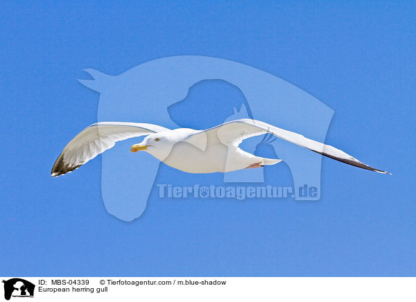 European herring gull / MBS-04339