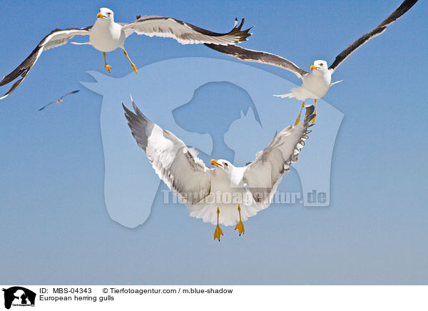 European herring gulls / MBS-04343