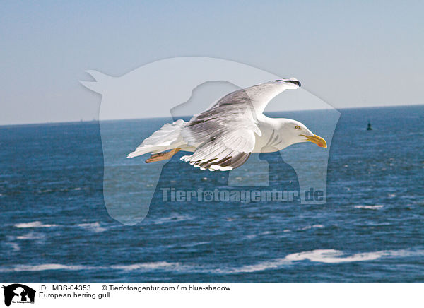 European herring gull / MBS-04353