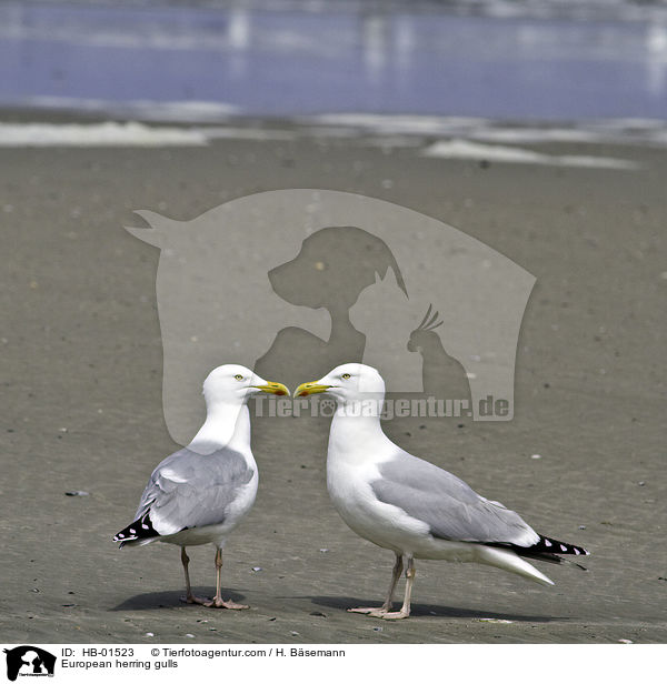 European herring gulls / HB-01523