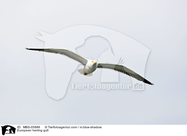 European herring gull / MBS-05886