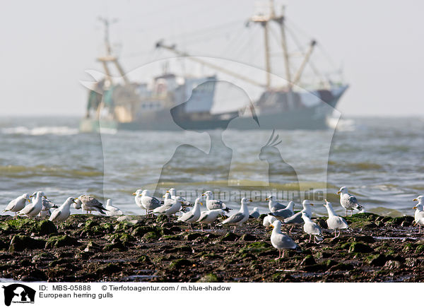 European herring gulls / MBS-05888