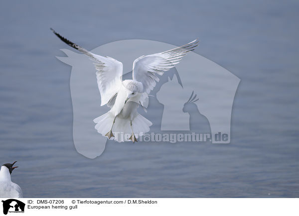 European herring gull / DMS-07206