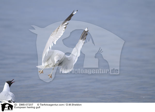 European herring gull / DMS-07207