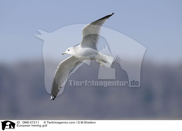 European herring gull / DMS-07211