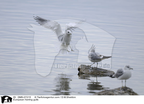 European herring gulls / DMS-07215