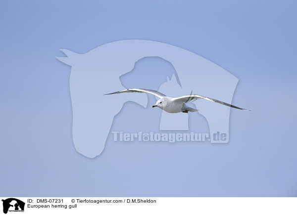 European herring gull / DMS-07231