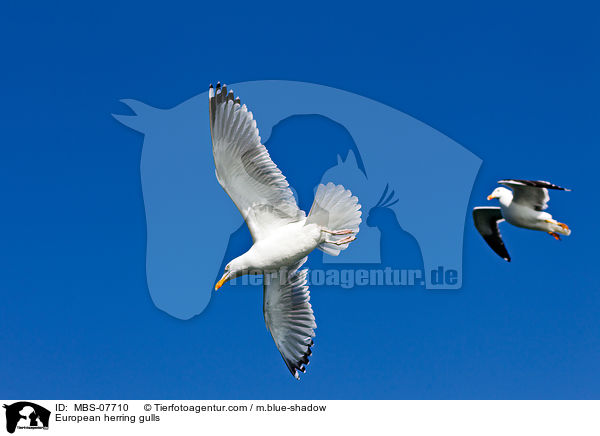 European herring gulls / MBS-07710
