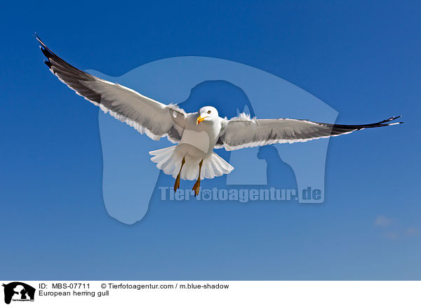 European herring gull / MBS-07711