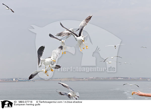 European herring gulls / MBS-07718