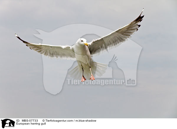 European herring gull / MBS-07733