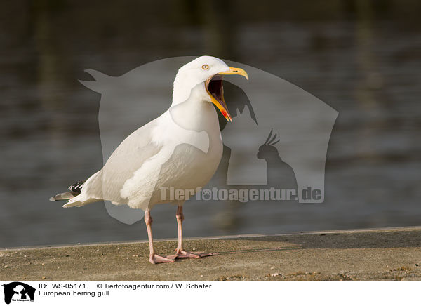 European herring gull / WS-05171