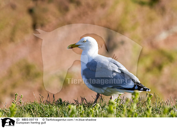 European herring gull / MBS-09719