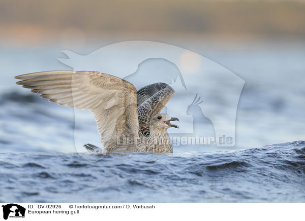 European herring gull / DV-02926