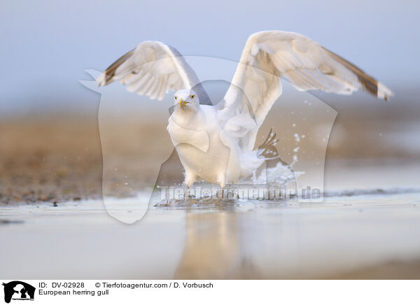 European herring gull / DV-02928