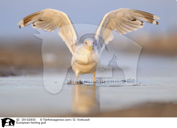European herring gull / DV-02930