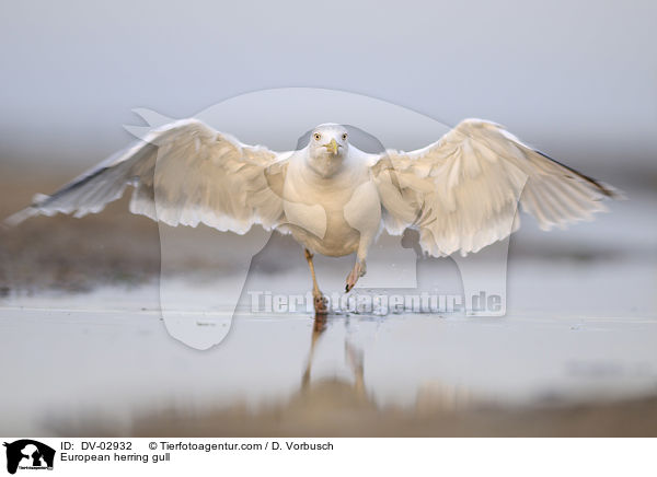 European herring gull / DV-02932