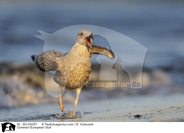 Common European Gull / DV-03057