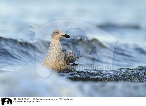 Common European Gull / DV-03059