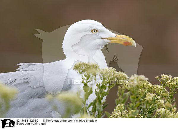 European herring gull / MBS-12589