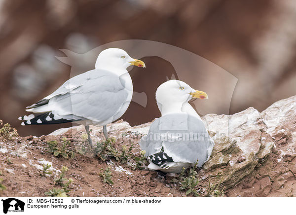 European herring gulls / MBS-12592