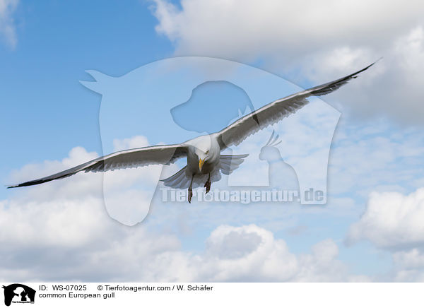 common European gull / WS-07025
