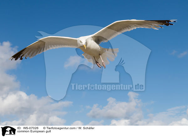 common European gull / WS-07026