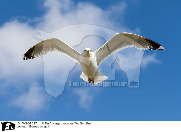 common European gull / WS-07027