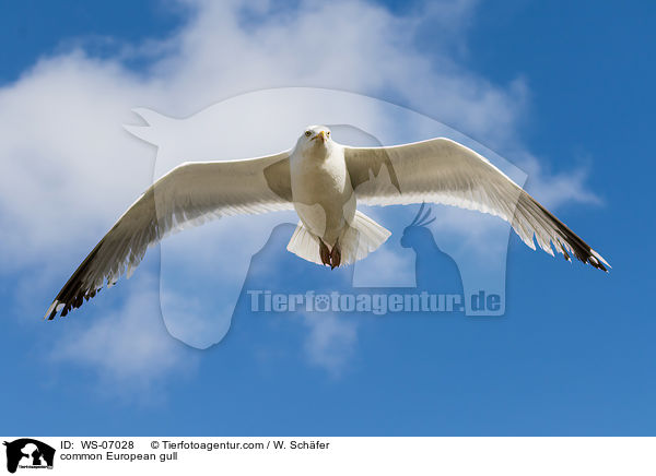 common European gull / WS-07028