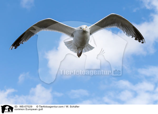 common European gull / WS-07029