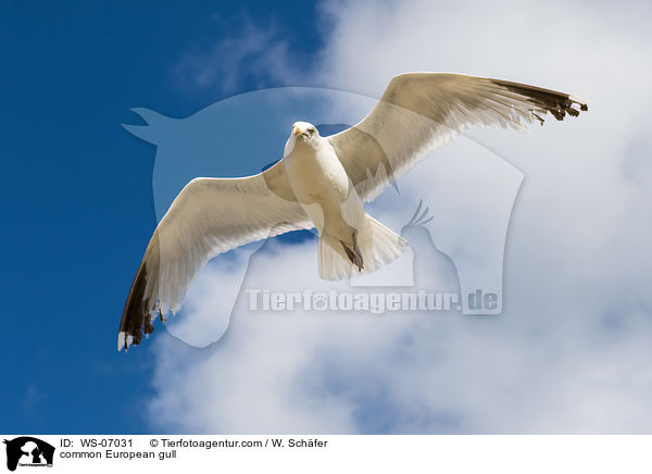 common European gull / WS-07031