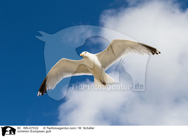 common European gull / WS-07032