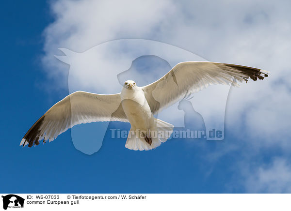 common European gull / WS-07033