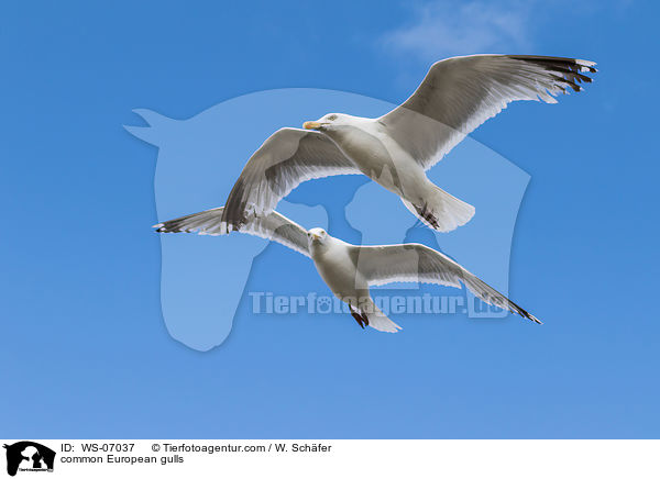 common European gulls / WS-07037